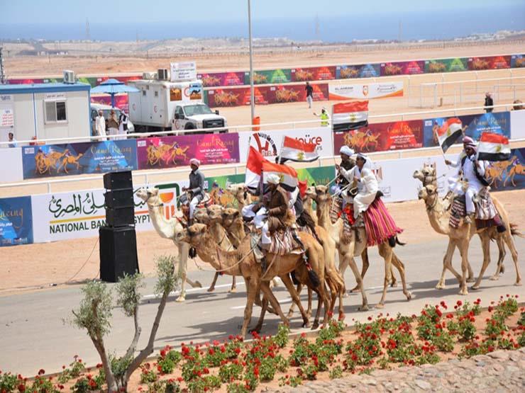 مهرجان الهجن فى شرم الشيخ